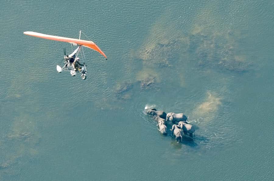 Victoria Falls: Scenic Microlight Flight - Wildlife spotting without the big hike: what you can realistically expect