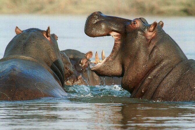 Victoria Falls Sunset Cruise - A Zambezi sunset cruise is the calm part of a big Victoria Falls trip