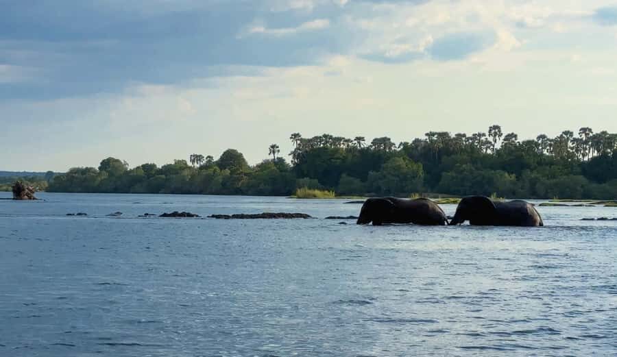 Victoria Falls: Sunset Cruise on the Zambezi River - Wildlife Watching on the Zambezi: What You Can Expect (and What’s Not Guaranteed)