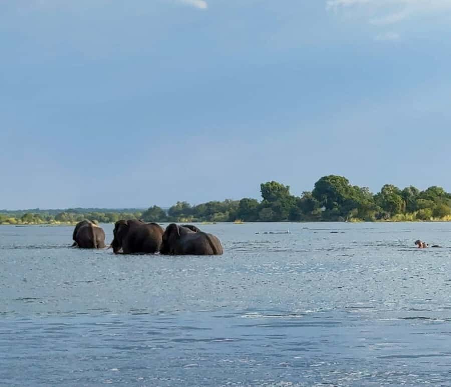 Victoria Falls: Sunset Cruise on the Zambezi River - Price and Fees: Does $59 Really Make Sense?