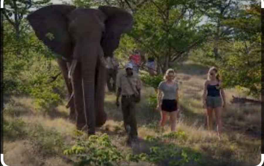 Victoria Falls: Through the eye of an elephant - Key highlights you’ll care about