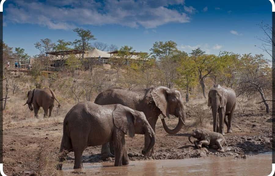 Victoria Falls: Through the eye of an elephant - Elephants Outside the Park, Right Where People Live