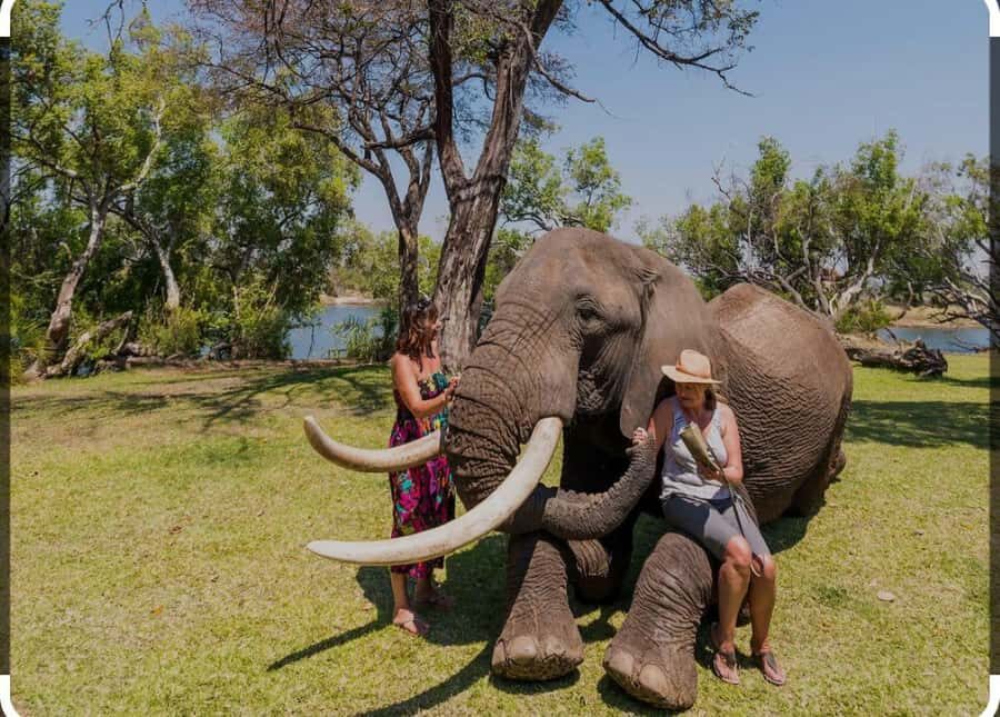 Victoria Falls: Through the eye of an elephant - The 3-Hour Flow: Safety Talk, Education, Then Up-Close Time