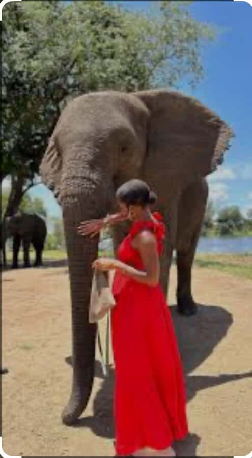 Victoria Falls: Through the eye of an elephant - EleCREW Trust and the Ambassador Herd at the Waterhole