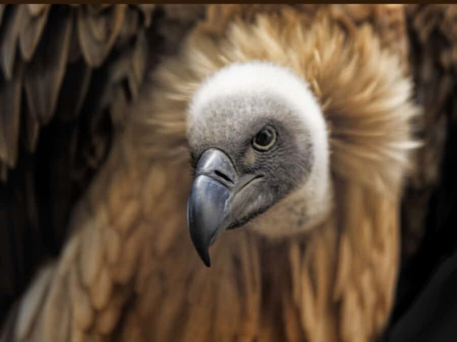 Victoria Falls: Vulture Safari and Bush Walk - Key Highlights You’ll Remember