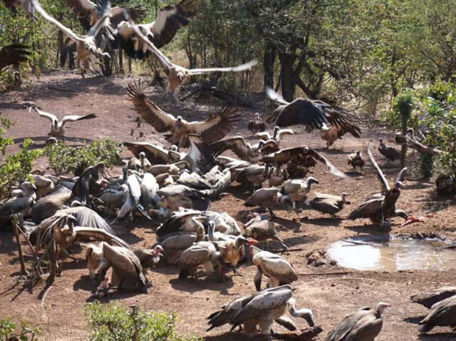 Victoria Falls: Vulture Safari and Bush Walk - Victoria Falls by Safari Jeep: The Part Most People Skip