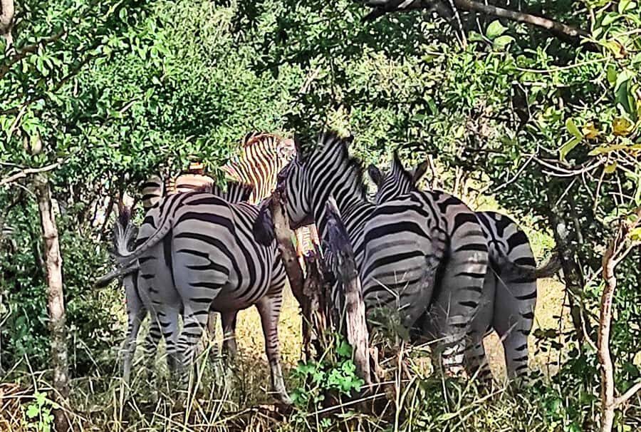 Victoria Falls: Vulture Safari and Bush Walk - The Gorge View Break: Short, Scenic, and Worth It