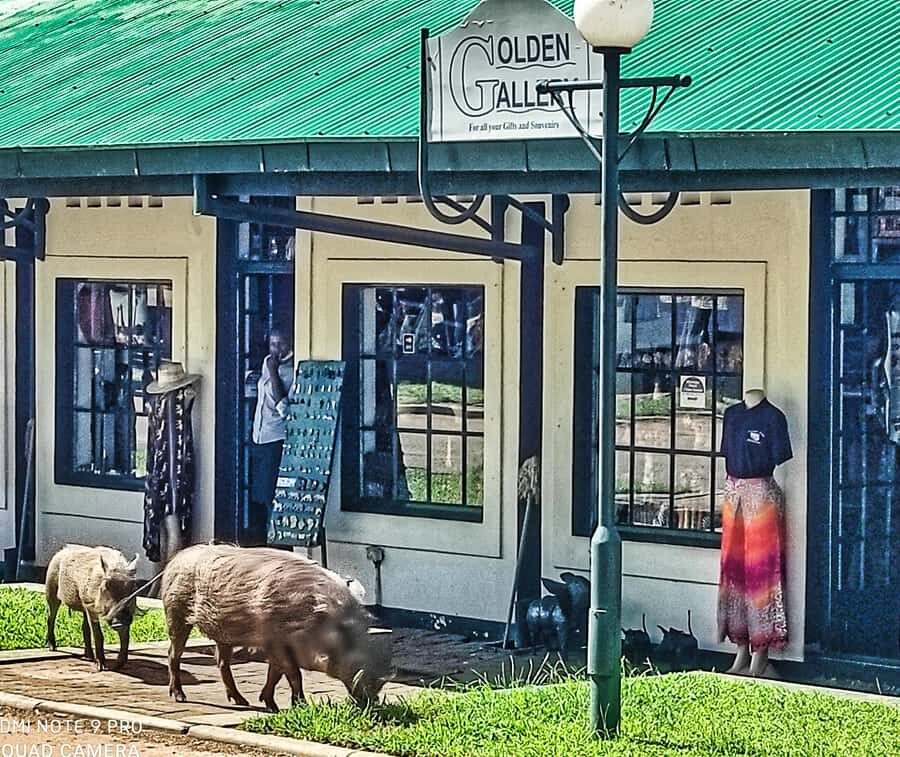 Victoria Falls: Vulture Safari and Bush Walk - Baobab Tree Stop and a Simple Cultural Detour