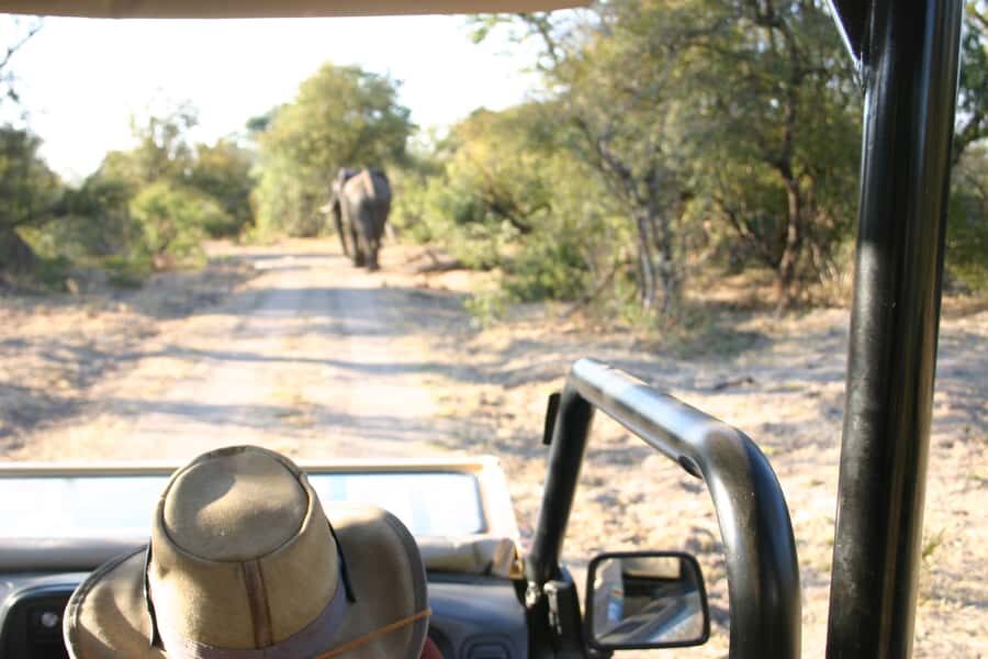 Victoria Falls: Vulture Safari and Bush Walk - Bush Wildlife Searching: What You Might See