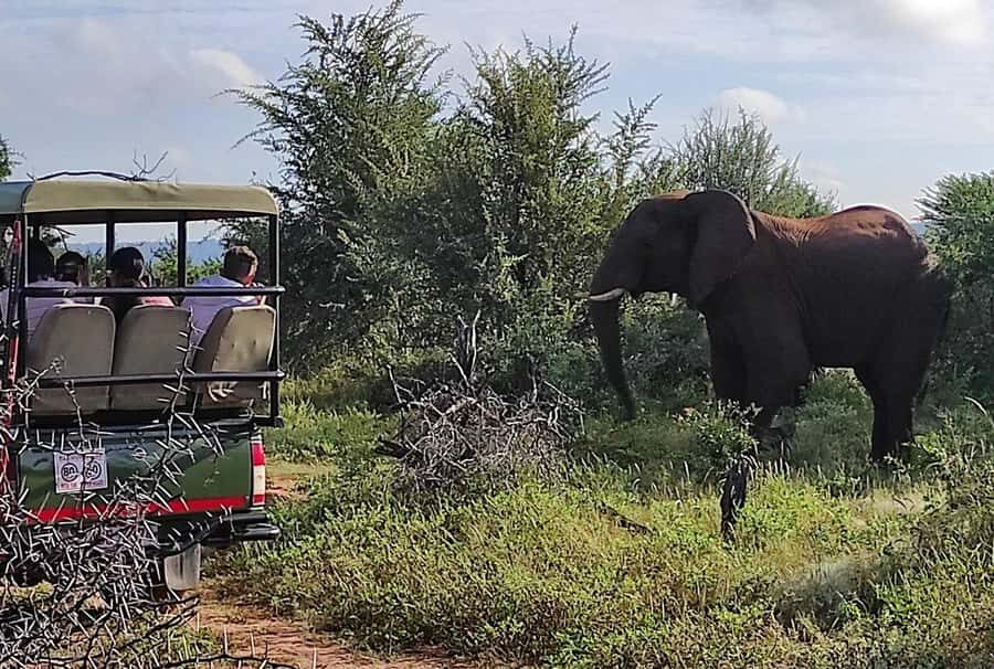 Victoria Falls: Vulture Safari and Bush Walk - The Feeding Moment: How It Works and What Makes It Intense