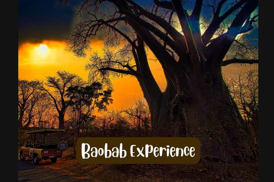 Victoria Falls: Vulture Safari and Bush Walk - Pickup at Victoria Falls: Fast Start, Easy Entry