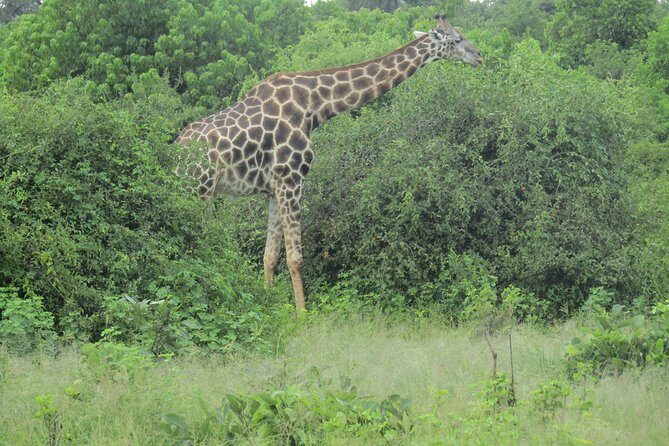 Victoria Falls: Whitewater Rafting + Chobe Safari Combo - What’s Included in the $298 Value (and What Costs Extra)