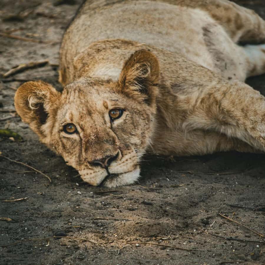 Victoria Falls: Zambezi National Park Game Drive - Morning vs Afternoon: When the Park Feels Most Alive