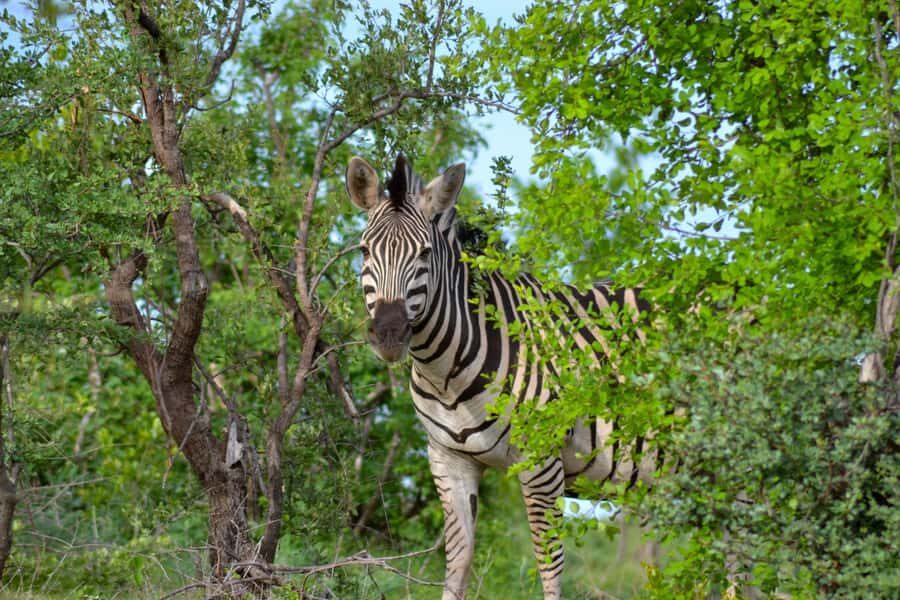 Victoria Falls: Zambezi National Park Game Drive - Packing Like a Pro: Neutral Colors, Sun Protection, and Cold-Morning Layers
