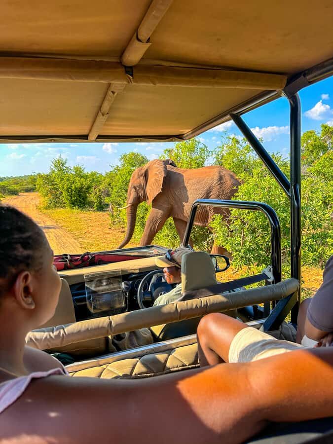 Victoria Falls: Zambezi National Park Game Drive - The 3-Hour Reality: Pickup, Driving Time, and How It Feels on the Ground
