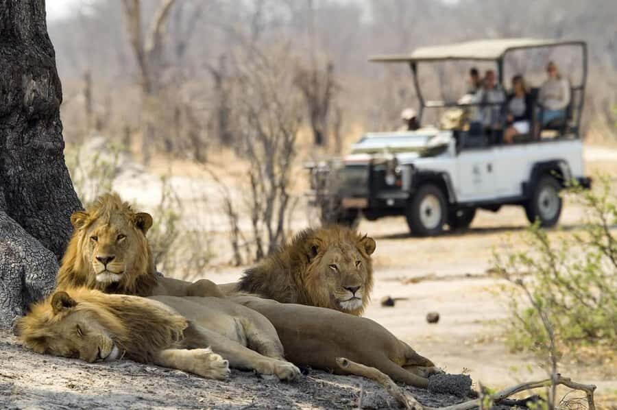 Zambezi 3hr Game Drive - Key things I’d bet on before you book