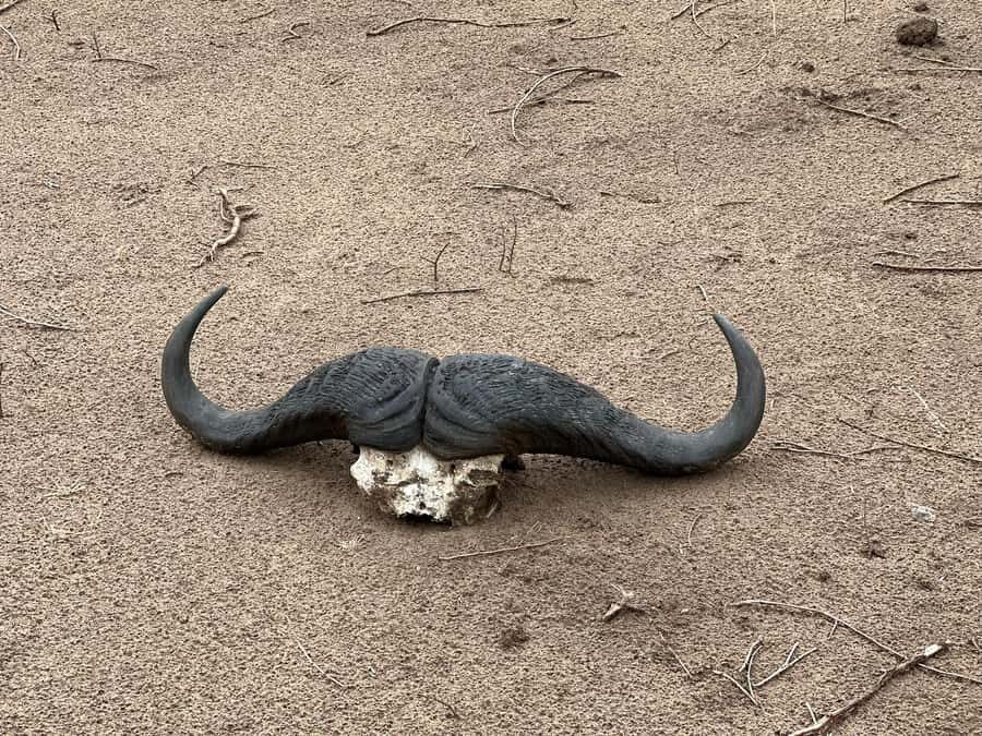 Zambezi 3hr Game Drive - Zambezi National Park: what you’re really paying for