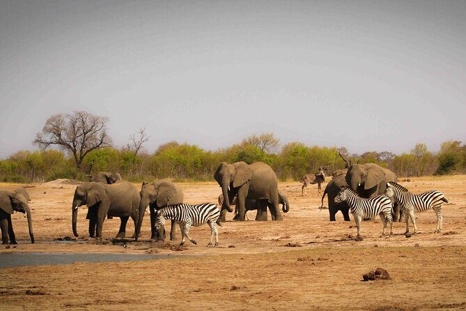 Zambezi National Park AM or PM Game Drive - Who this tour suits best (and who might want something longer)