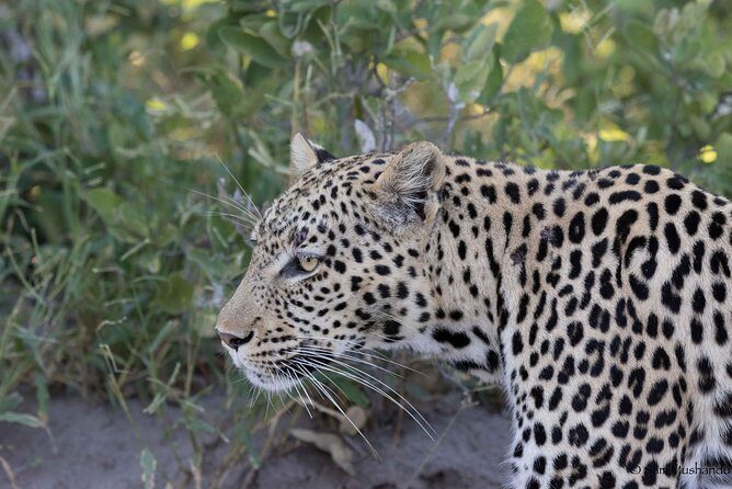 Zambezi National Park Game Drive AM /PM - Key points before you go