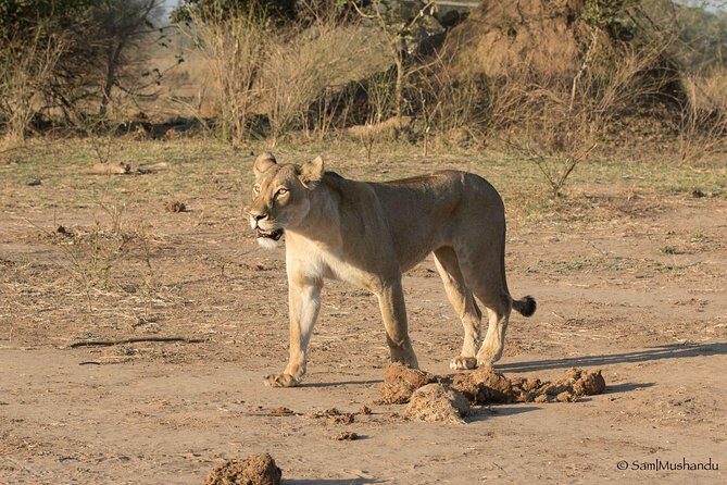 Zambezi National Park Game Drive AM /PM - Entering Zambezi National Park: 15–20 minutes from hotels
