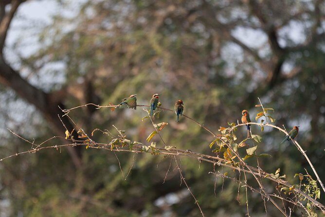 Zambezi National Park Game Drive AM /PM - Getting picked up in Victoria Falls without stress