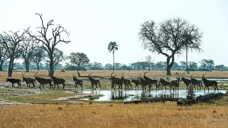 Zambezi National Park Game Drive in a Small Group - Why the Zambezi National Park jeep drive is a smart Victoria Falls add-on