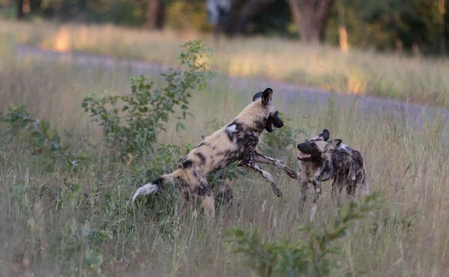 Zambezi National Park Game Drive in a Small Group - Morning vs afternoon: pick your timing like a wildlife hunter