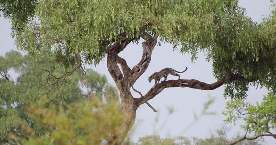 Zambezi National Park Game Drive in a Small Group - What actually happens during the 3 hours on the game drive