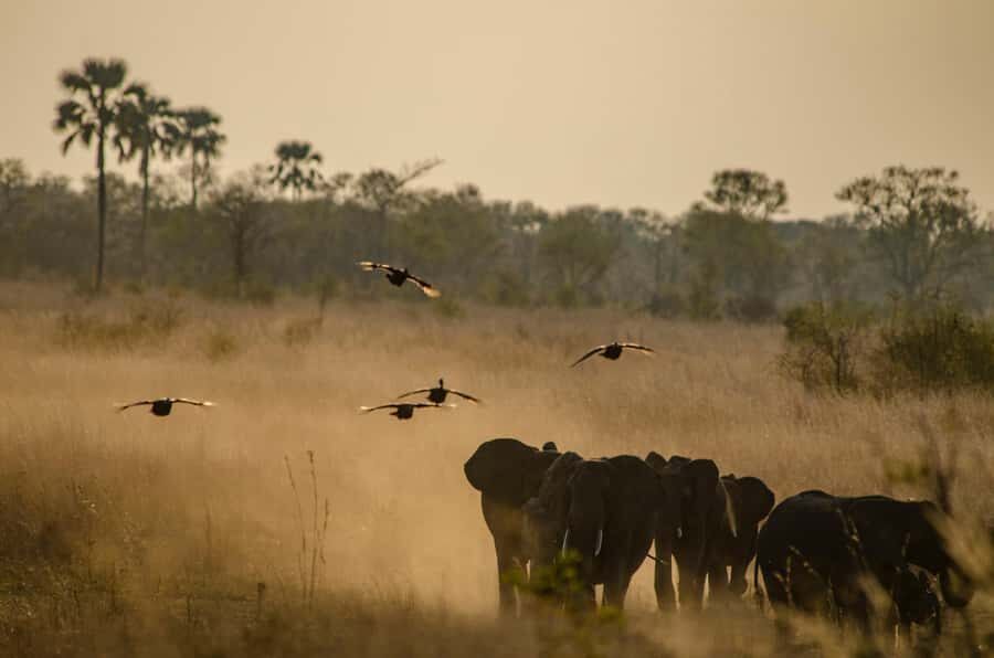 Zambezi National Park Game Drive in a Small Group - Wildlife expectations: what’s common, what’s rare, and how the guide approach affects results