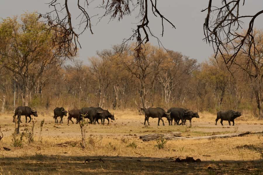 Zambezi National Park Game Drive in a Small Group - Price and value: what $100 plus park fees really buys you