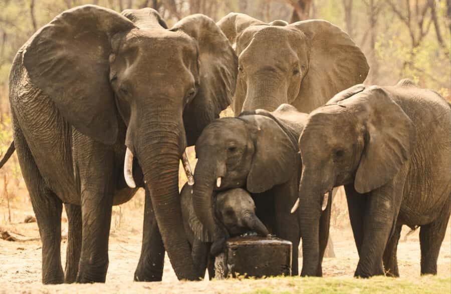 Zambezi National Park Game Drive in a Small Group - The practical packing list that actually helps