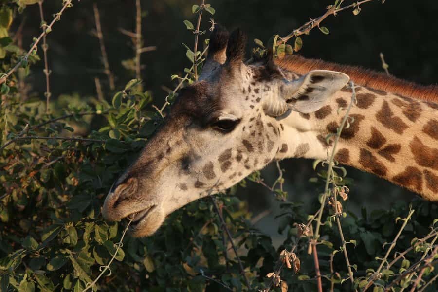 Zambezi National Park Private Wildlife Safari (4 - 10 hours) - Getting into Zambezi: fast transfer, big feeling of wilderness