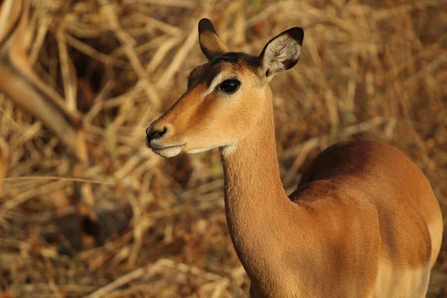 Zambezi National Park Private Wildlife Safari (4 - 10 hours) - What you’re likely to see: elephants, buffalo, and the art of persistence