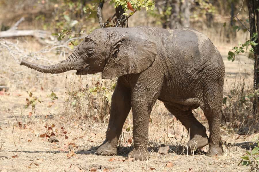 Zambezi National Park Private Wildlife Safari (4 - 10 hours) - The Zambezi River drive: where the day often concentrates