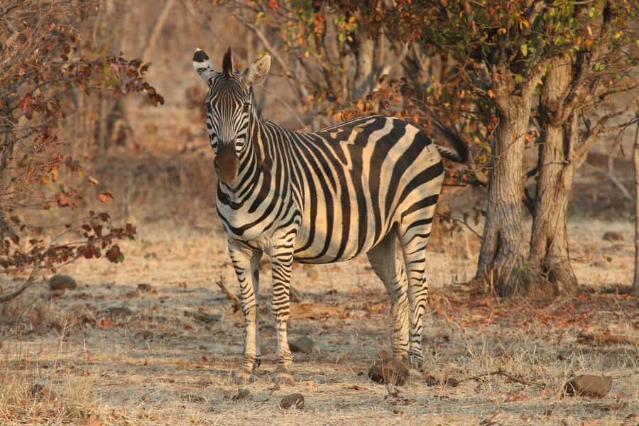 Zambezi National Park Private Wildlife Safari (4 - 10 hours) - Food, breaks, and why the picnic rhythm matters