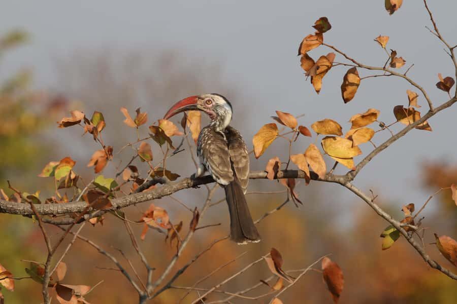 Zambezi National Park Private Wildlife Safari (4 - 10 hours) - When to go: dry season mammal focus vs rainy season bird focus