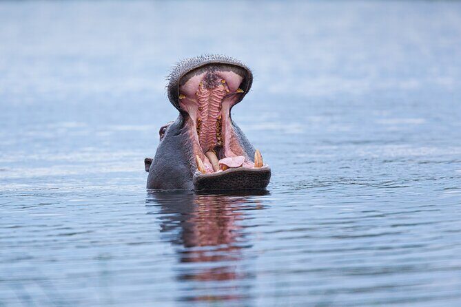 Zambezi Sunset Cruise – Wildlife, Drinks & Breathtaking Views - The On-Board Atmosphere: Music, Quiet Moments, and Clean Comfort