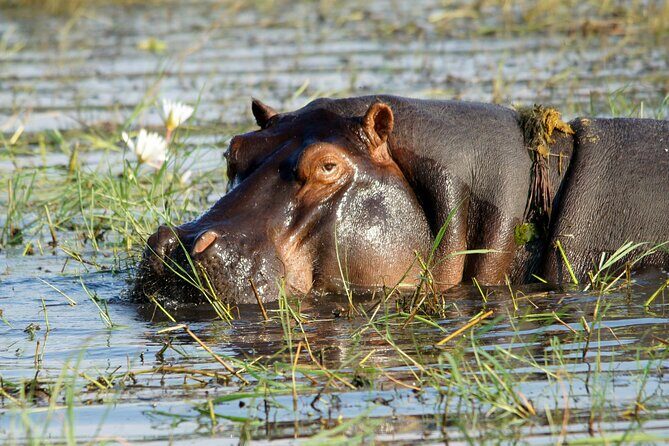 Zambezi Sunset Cruise – Wildlife, Drinks & Breathtaking Views - Photography Tips for This Specific Sunset Window